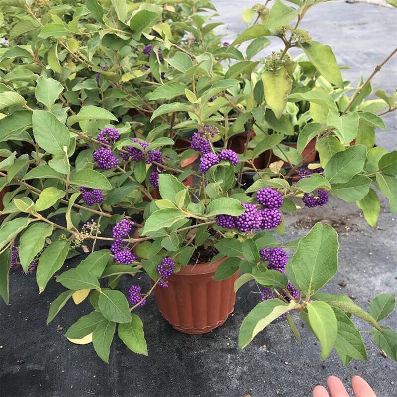 荷兰进口室外庭院绿化植物幸运珠盆栽紫珠大苗多年生灌木