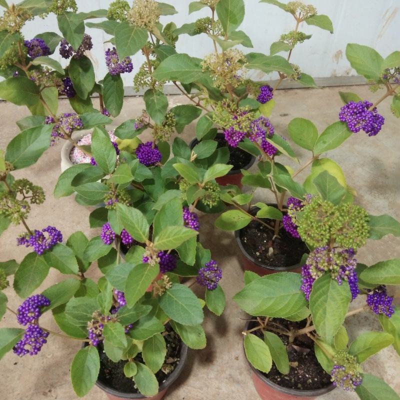 荷兰进口室外庭院绿化植物幸运珠盆栽紫珠大苗多年生灌木