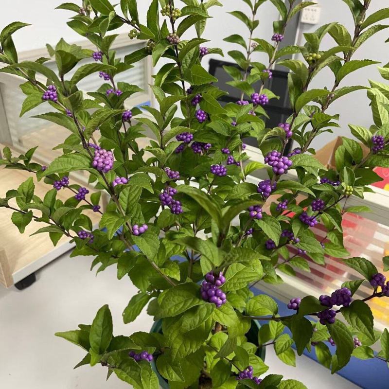 荷兰进口室外庭院绿化植物幸运珠盆栽紫珠大苗多年生灌木