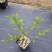 荷兰进口室外庭院绿化植物幸运珠盆栽紫珠大苗多年生灌木