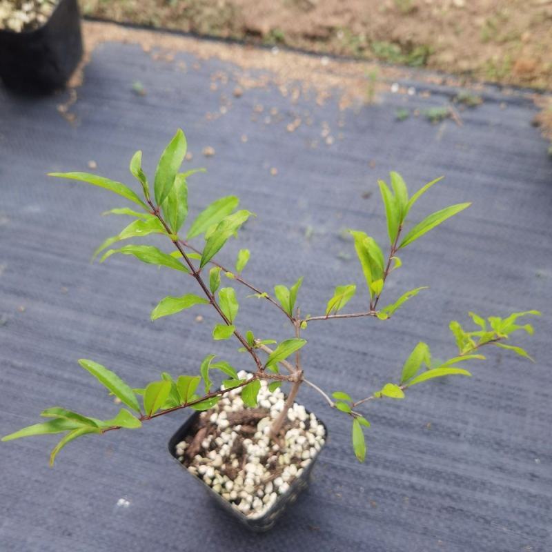 荷兰进口室外庭院绿化植物幸运珠盆栽紫珠大苗多年生灌木