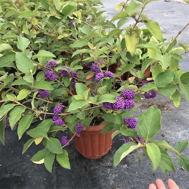 荷兰进口室外庭院绿化植物幸运珠盆栽紫珠大苗多年生灌木