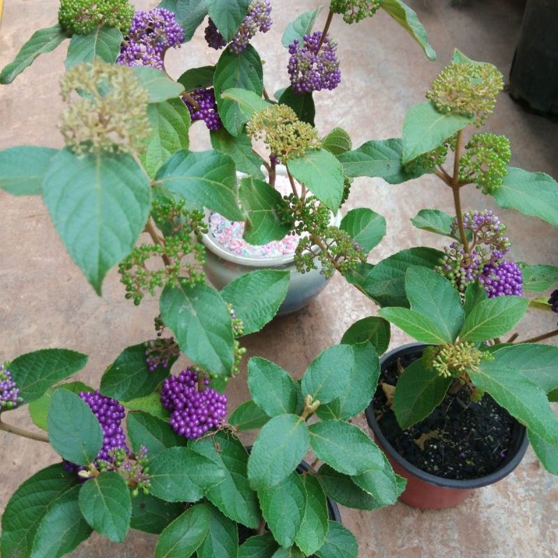 荷兰进口室外庭院绿化植物幸运珠盆栽紫珠大苗多年生灌木