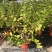 荷兰进口室外庭院绿化植物幸运珠盆栽紫珠大苗多年生灌木