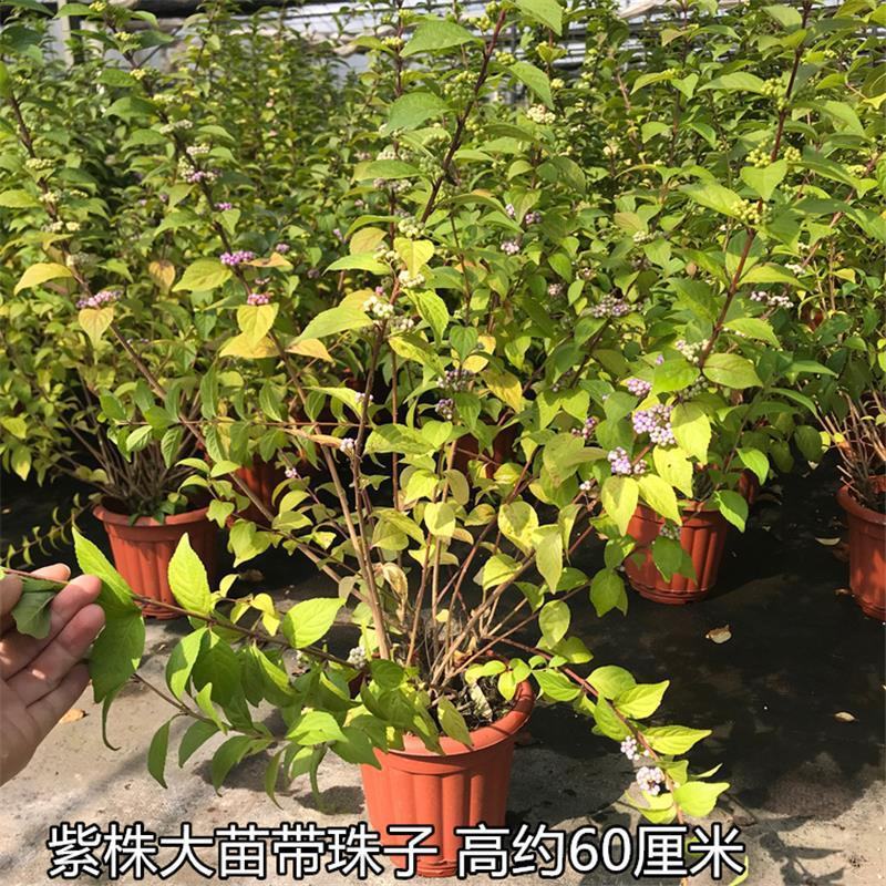 荷兰进口室外庭院绿化植物幸运珠盆栽紫珠大苗多年生灌木