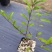 荷兰进口室外庭院绿化植物幸运珠盆栽紫珠大苗多年生灌木