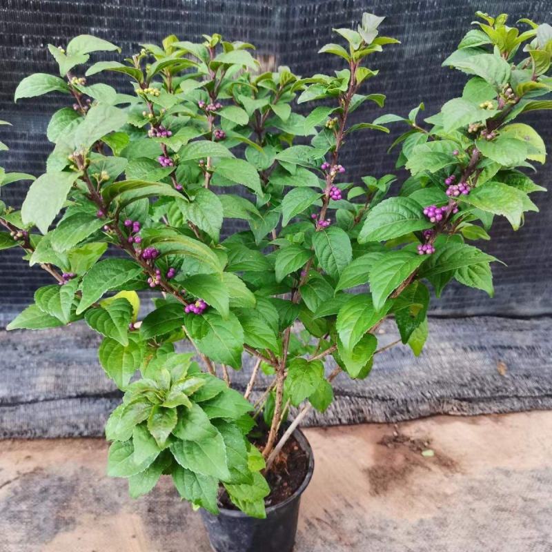 荷兰进口室外庭院绿化植物幸运珠盆栽紫珠大苗多年生灌木