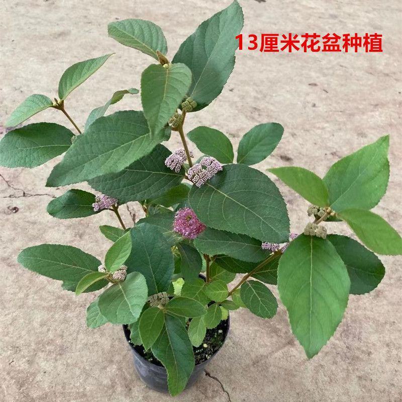 荷兰进口室外庭院绿化植物幸运珠盆栽紫珠大苗多年生灌木