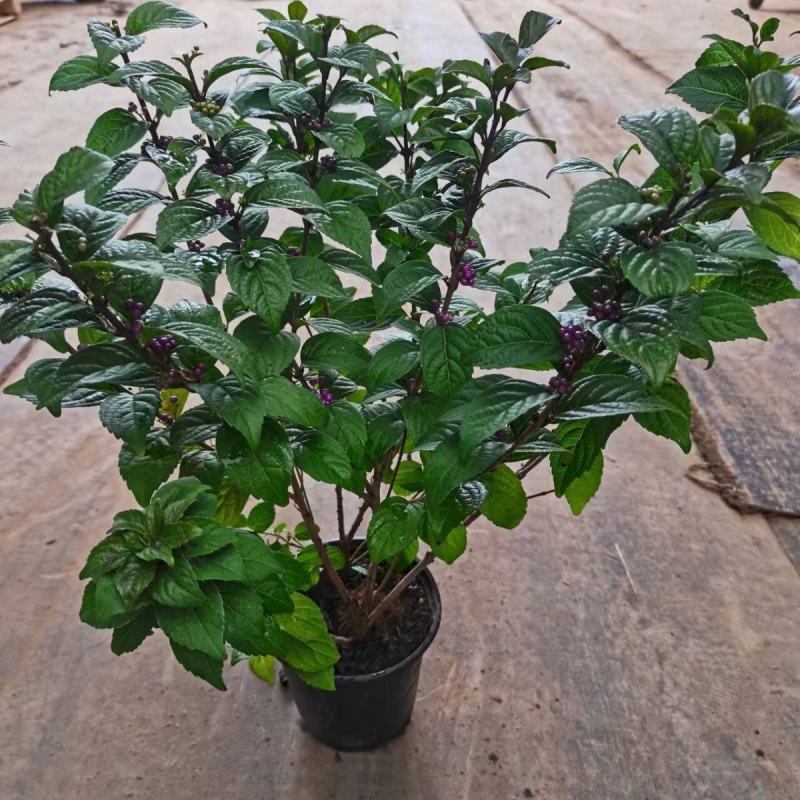 荷兰进口室外庭院绿化植物幸运珠盆栽紫珠大苗多年生灌木