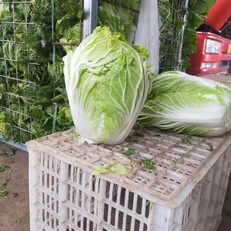 精品87/114白菜大量现货支持全国各地发货