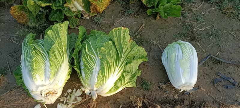 精品87/114白菜大量现货支持全国各地发货