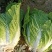 精品87/114白菜大量现货支持全国各地发货