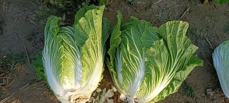 精品87/114白菜大量现货支持全国各地发货