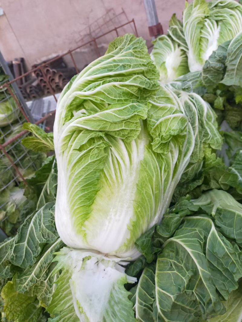 精品87/114白菜大量现货支持全国各地发货
