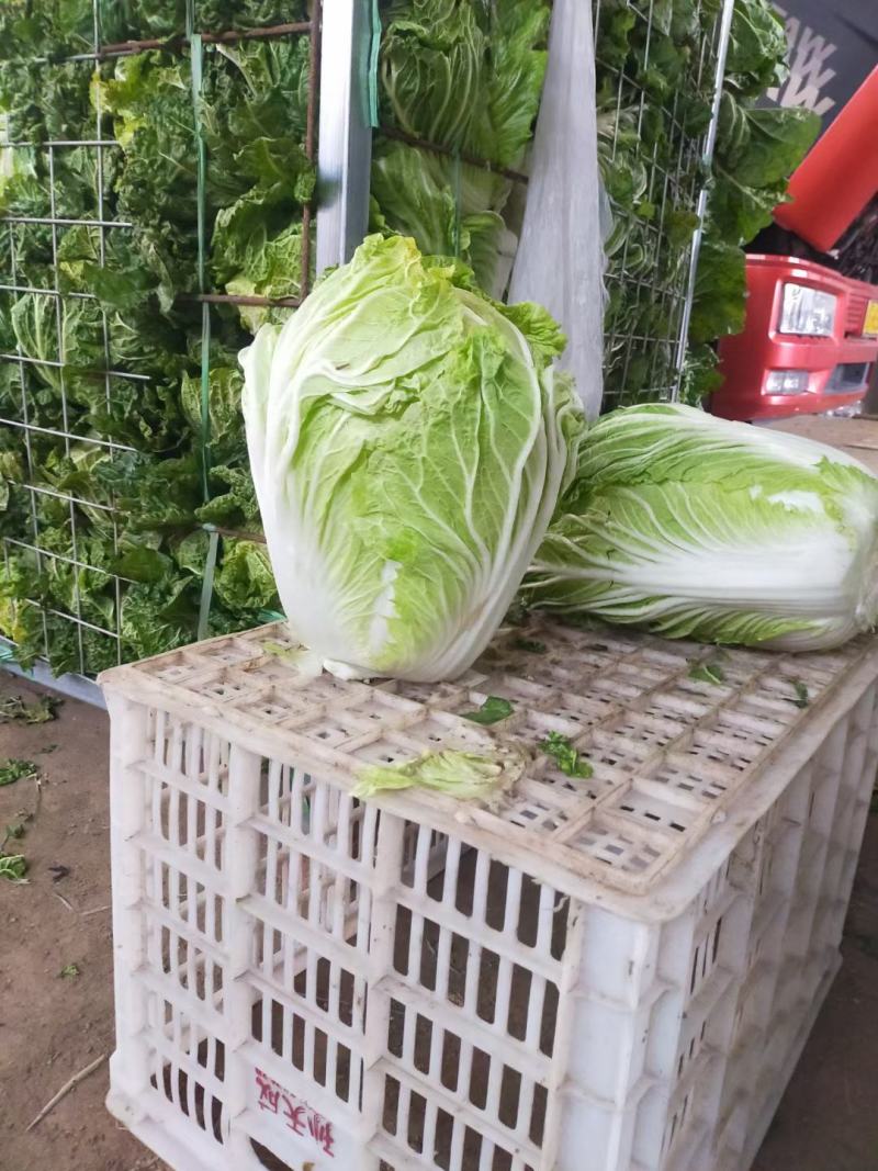 精品87/114白菜大量现货支持全国各地发货