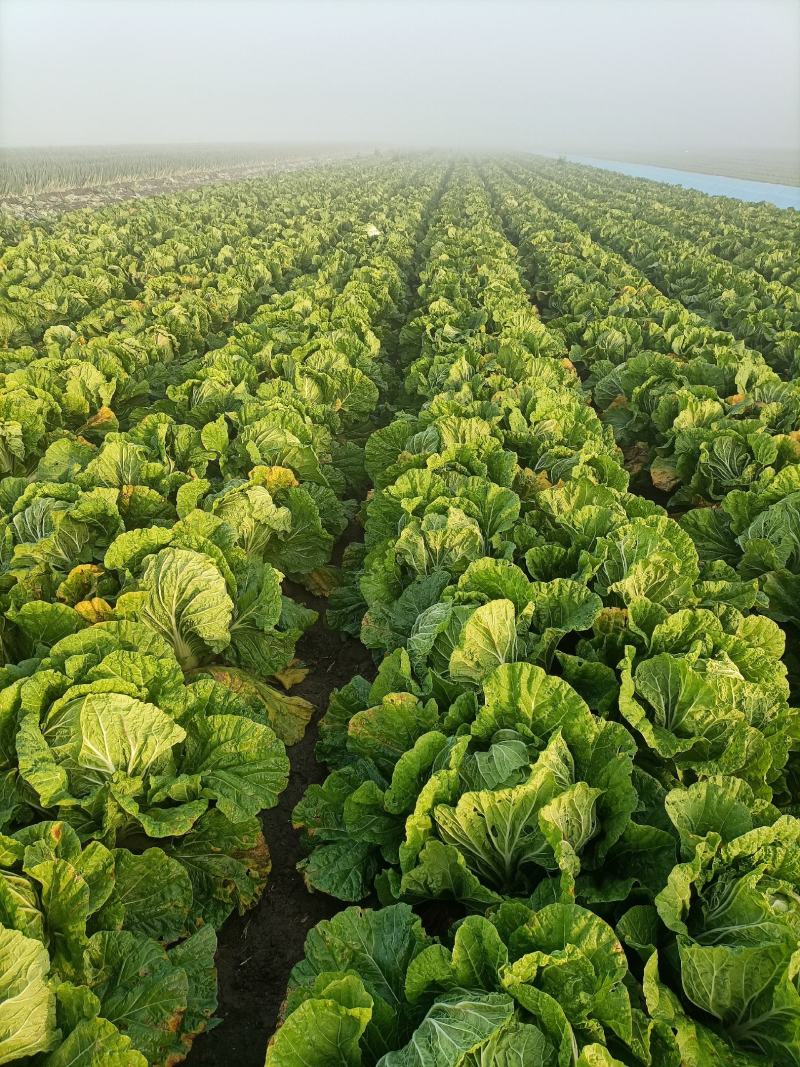 精品87/114白菜大量现货支持全国各地发货