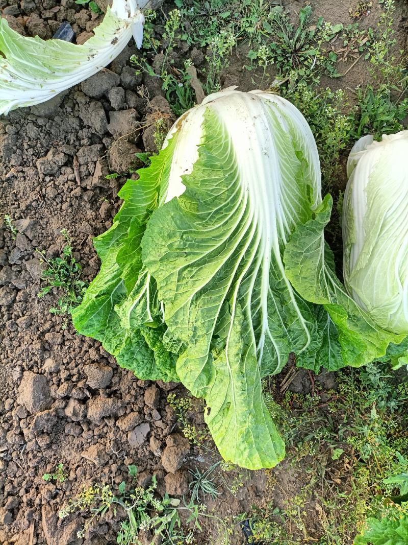 精品87/114白菜大量现货支持全国各地发货