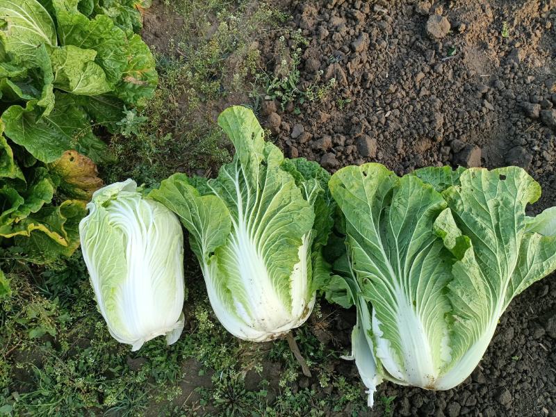 精品87/114白菜大量现货支持全国各地发货