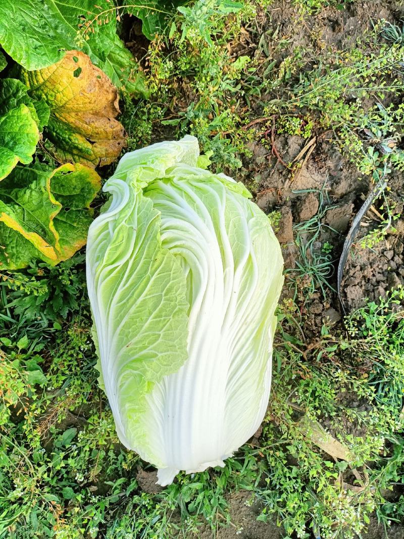 精品87/114白菜大量现货支持全国各地发货