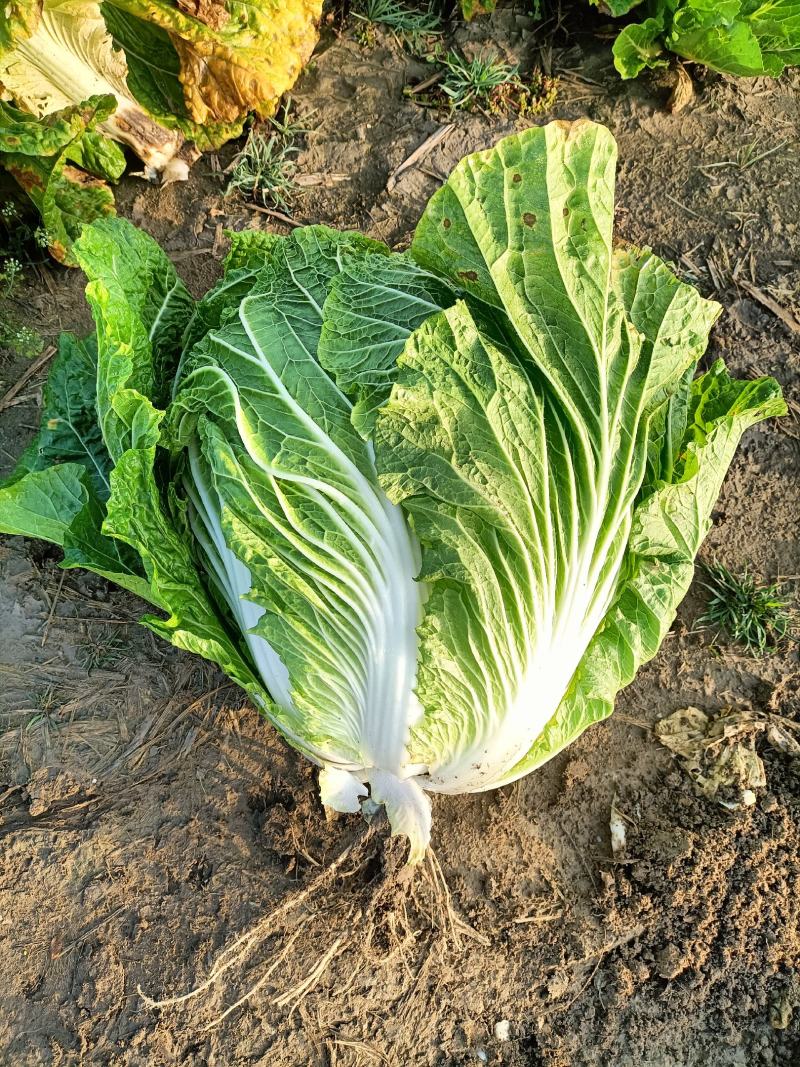 精品87/114白菜大量现货支持全国各地发货