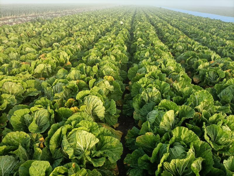 精品87/114白菜大量现货支持全国各地发货