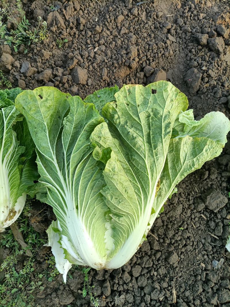 精品87/114白菜大量现货支持全国各地发货