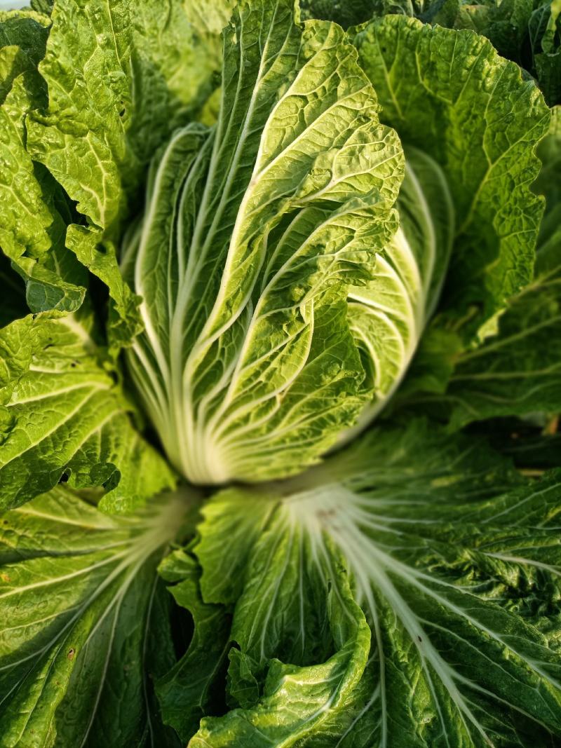 精品87/114白菜大量现货支持全国各地发货