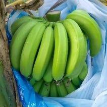 广东郁南香蕉基地，条蕉/箱蕉，原产地代办，一手货源。
