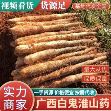 《推荐》广西山药白鬼黑鬼滚地龙产地直发/欢迎进店下单