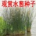 观赏水生花卉植物种子水葱种子葱蒲籽莞草蒲净化水质