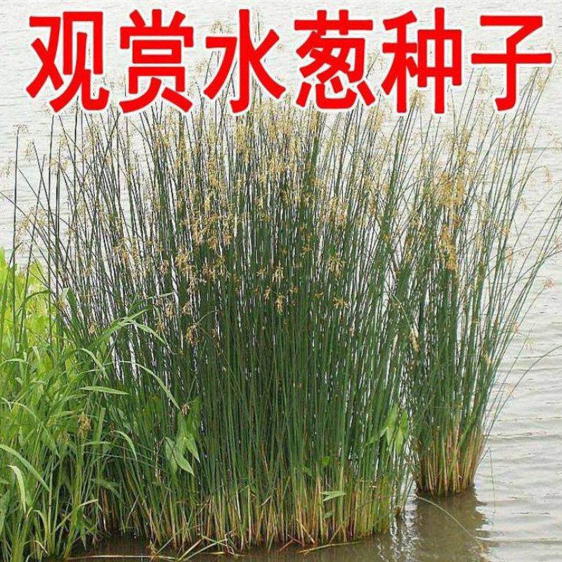 观赏水生花卉植物种子水葱种子葱蒲籽莞草蒲净化水质