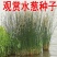 观赏水生花卉植物种子水葱种子葱蒲籽莞草蒲净化水质