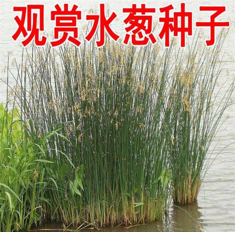 观赏水生花卉植物种子水葱种子葱蒲籽莞草蒲净化水质