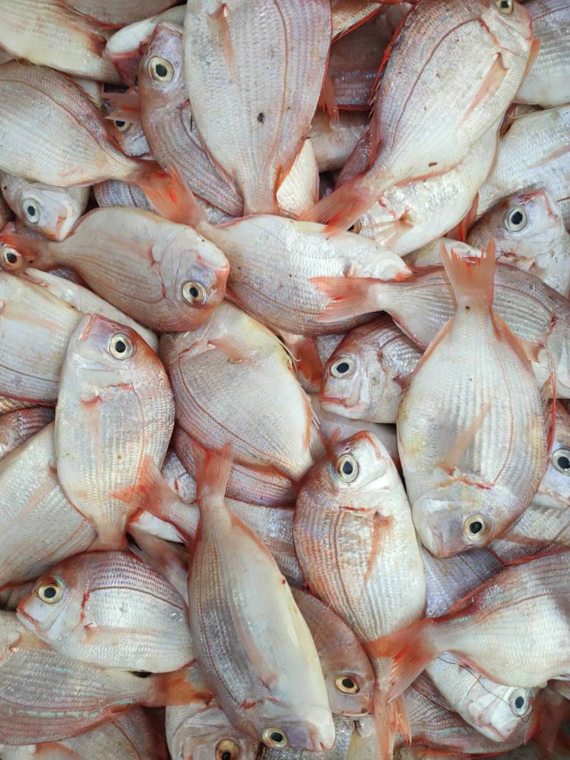 【红立鱼、黄翅鱼】灯光船一晚海鲜货实料、广西北部湾海域