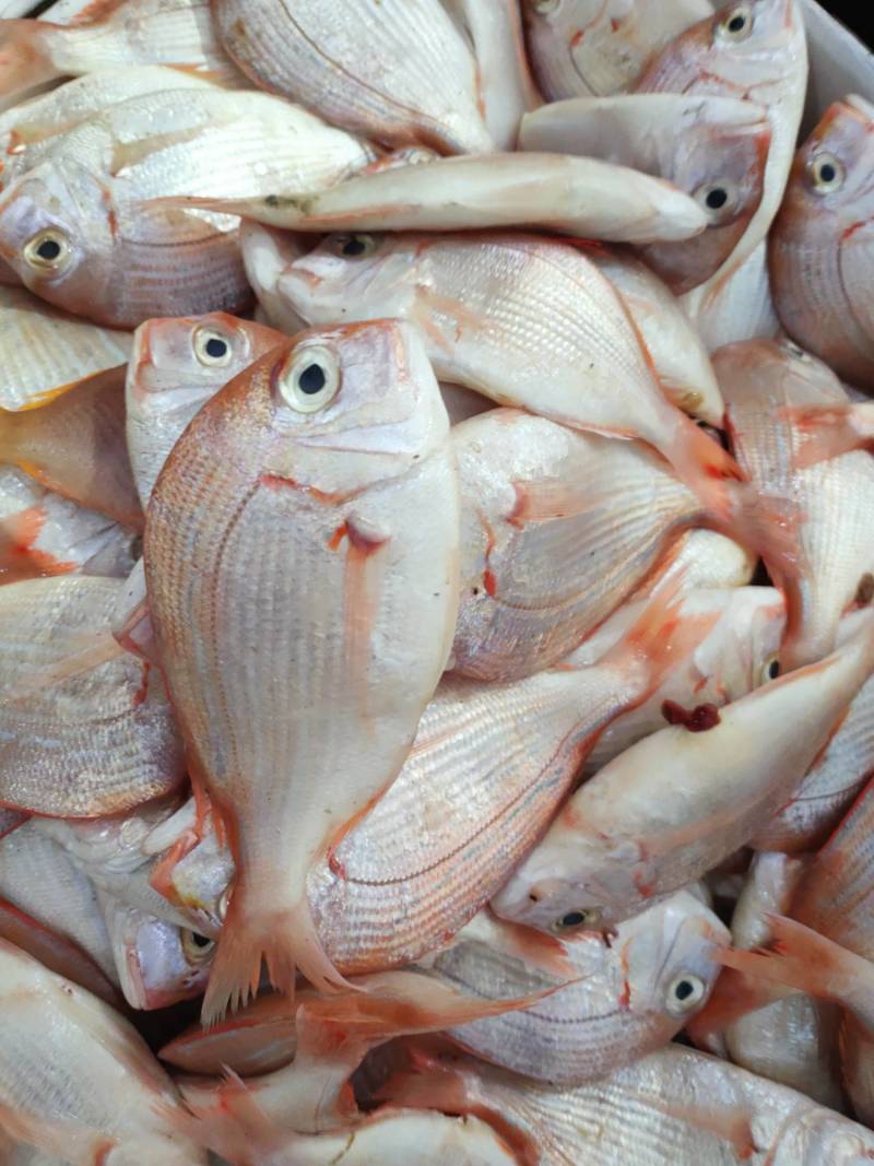 【红立鱼、黄翅鱼】灯光船一晚海鲜货实料、广西北部湾海域