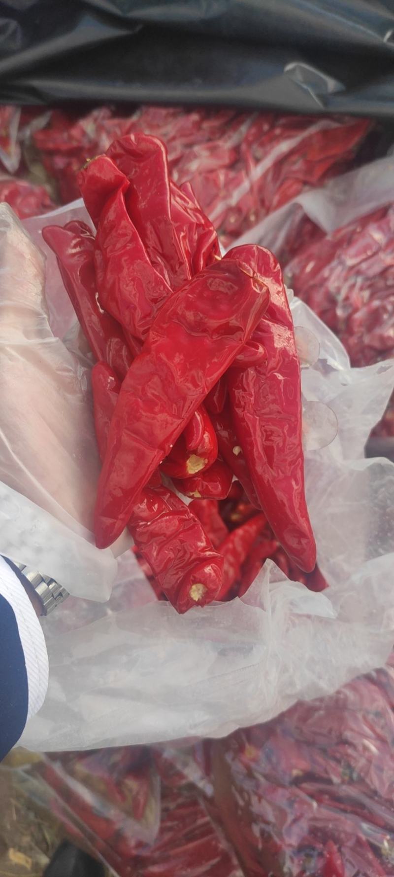 真空包装腌制泡椒辣椒新鲜辣度十足全国批发欢迎新老客户联系洽谈