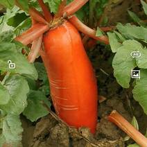精品红皮萝卜，个大水足，光滑无空心，量大