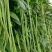 豇豆种子花样年华白籽白花翠绿色80-90厘米耐高温