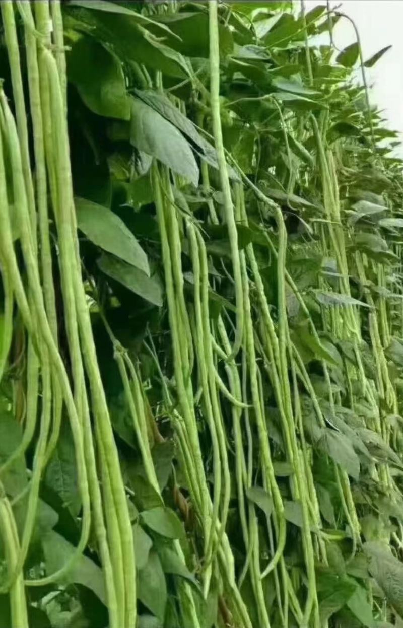豇豆种子花样年华白籽白花翠绿色80-90厘米耐高温