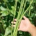 豇豆种子花样年华白籽白花翠绿色80-90厘米耐高温