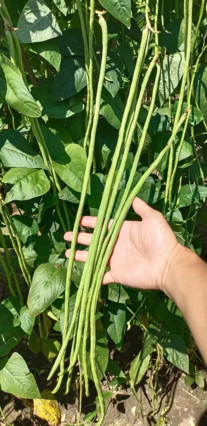 豇豆种子花样年华白籽白花翠绿色80-90厘米耐高温