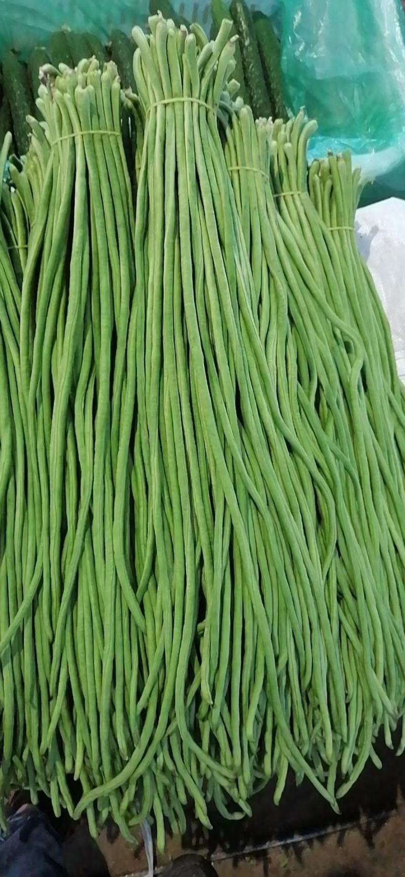 豇豆种子花样年华白籽白花翠绿色80-90厘米耐高温