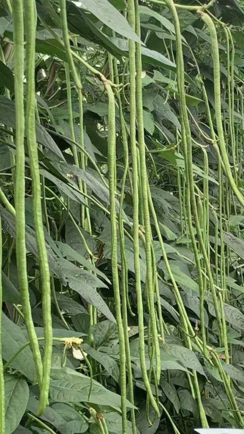 豇豆种子花样年华白籽白花翠绿色80-90厘米耐高温