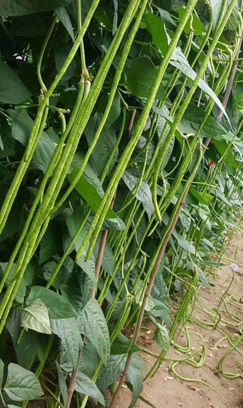 豇豆种子花样年华白籽白花翠绿色80-90厘米耐高温