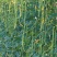豇豆种子花样年华白籽白花翠绿色80-90厘米耐高温