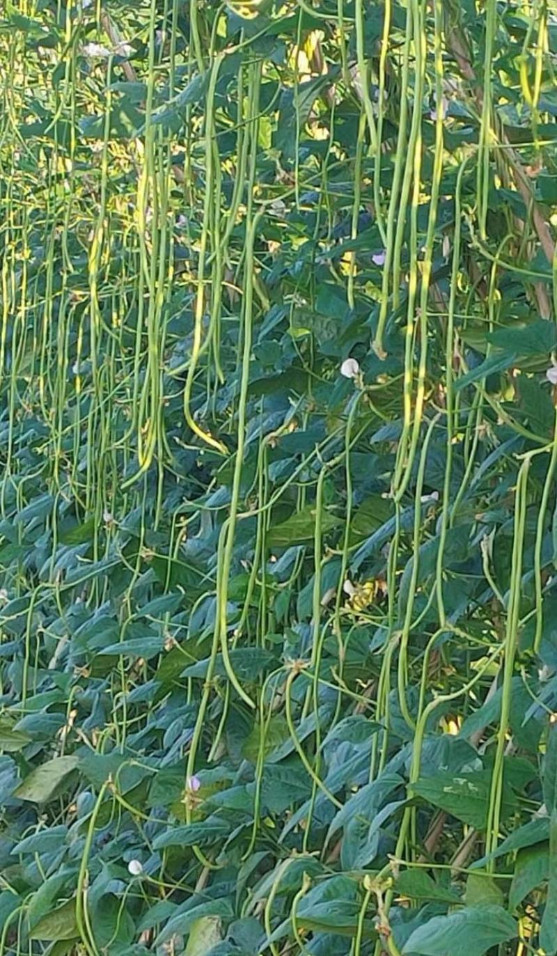 豇豆种子花样年华白籽白花翠绿色80-90厘米耐高温