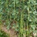 豇豆种子花样年华白籽白花翠绿色80-90厘米耐高温