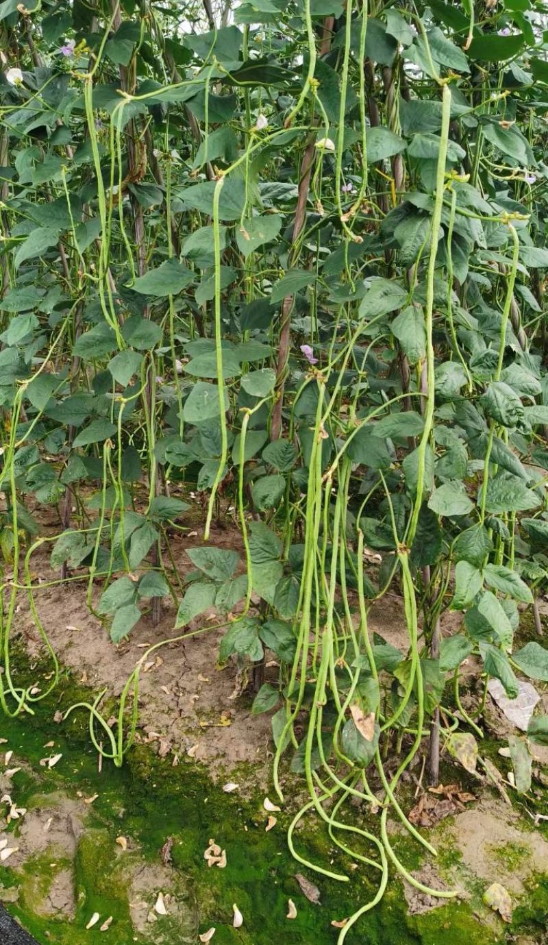 豇豆种子花样年华白籽白花翠绿色80-90厘米耐高温