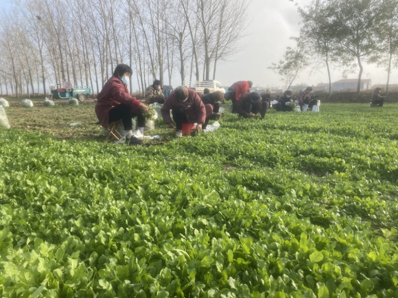 荠菜山东百亩荠菜种植基地水荠菜荠菜味浓现挖现发