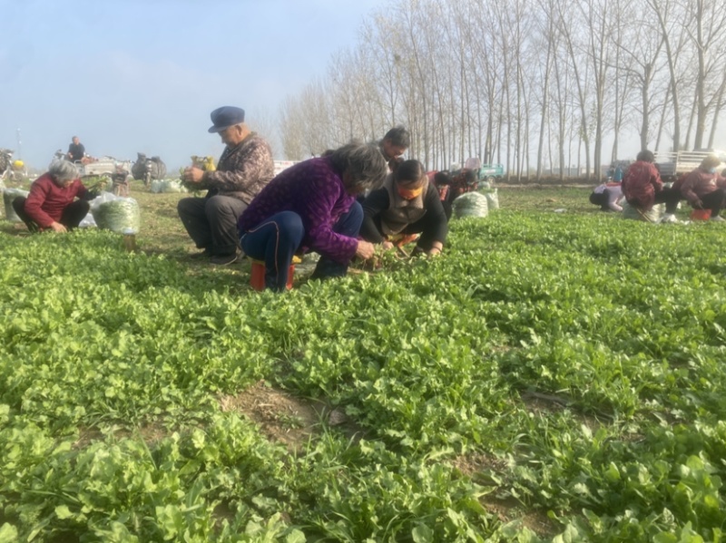 荠菜山东百亩荠菜种植基地水荠菜荠菜味浓现挖现发